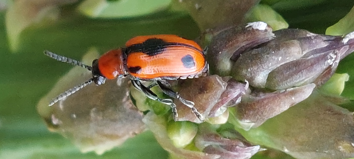 Crioceris quinquepunctata - ötpontos spárgabogár