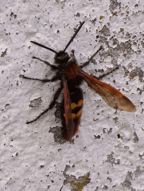 Megascolia maculata - óriás-tőrösdarázs