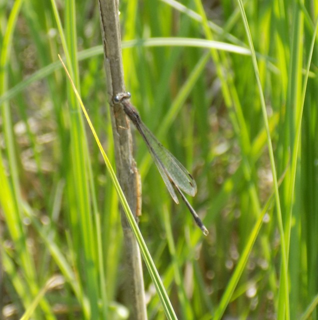Sympecma fusca - téli rablószitakötő