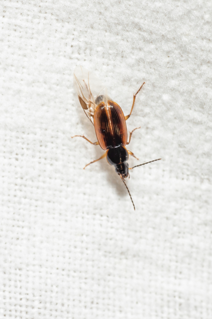 Stenolophus mixtus - közönséges turzásfutó
