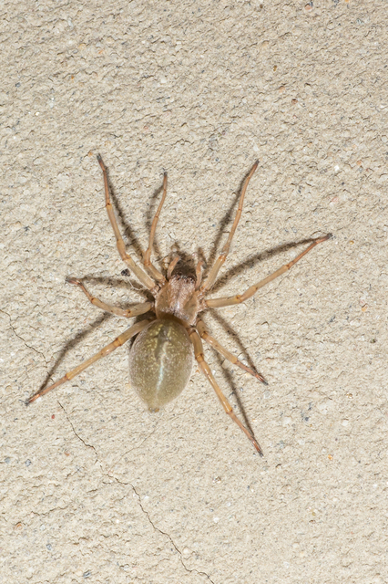 Cheiracanthium