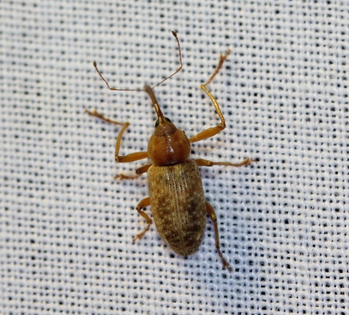 Dorytomus longimanus - kétalakú hangormányos