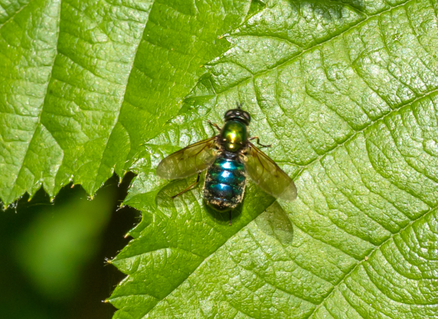 Chloromyia formosa - közönséges fémeslégy