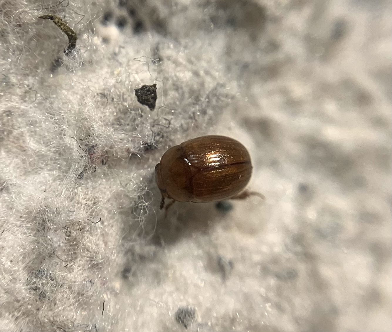 Leiodes furvus - testes gombabogárka