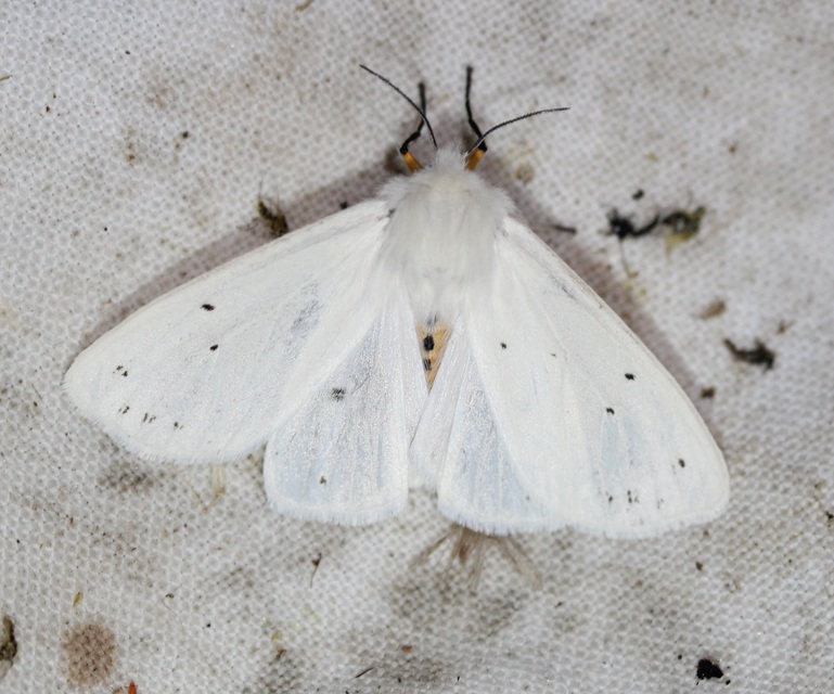 Spilosoma lubricipedum/urticae