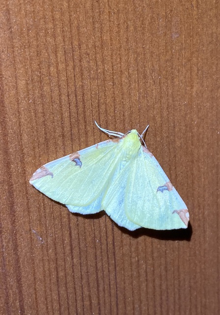 Opisthograptis luteolata - citromsárga araszoló