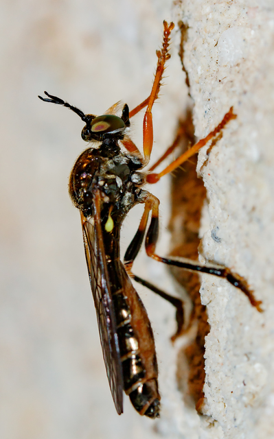 Dioctria rufipes
