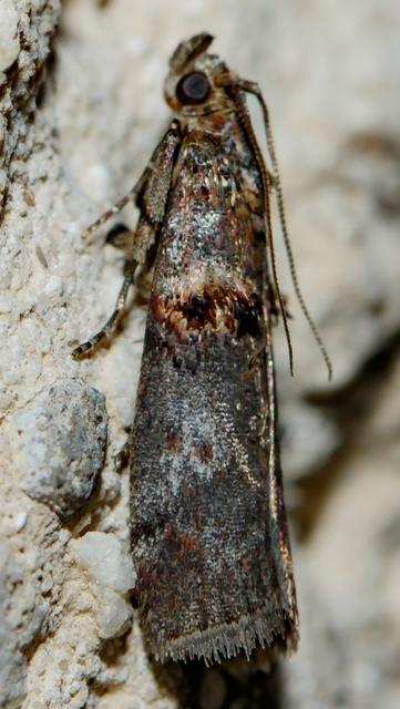 Trachonitis cristella - bokorrágó karcsúmoly