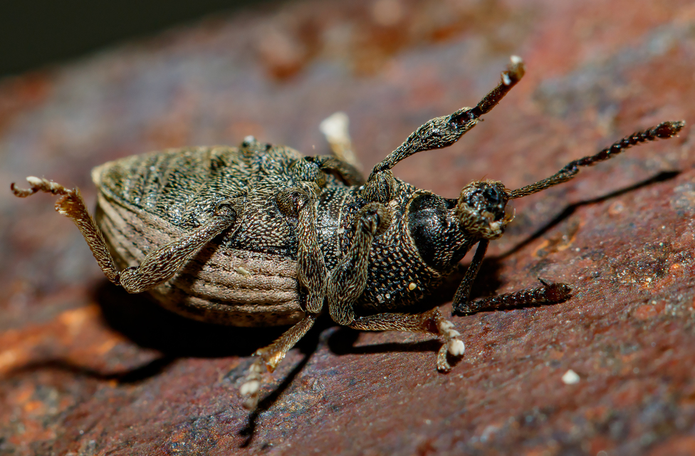 Otiorhynchus raucus - molyhos gyalogormányos