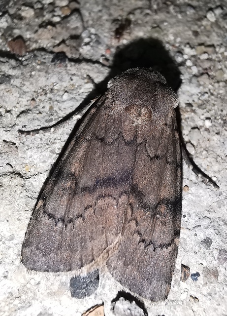 Agrotis cinerea - szürkés földibagoly