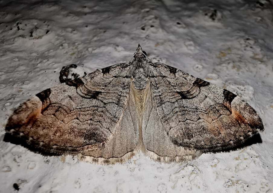 Aplocera plagiata - szürke csíkosaraszoló