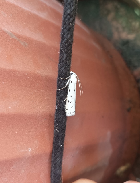 Myelois circumvoluta - pettyes karcsúmoly