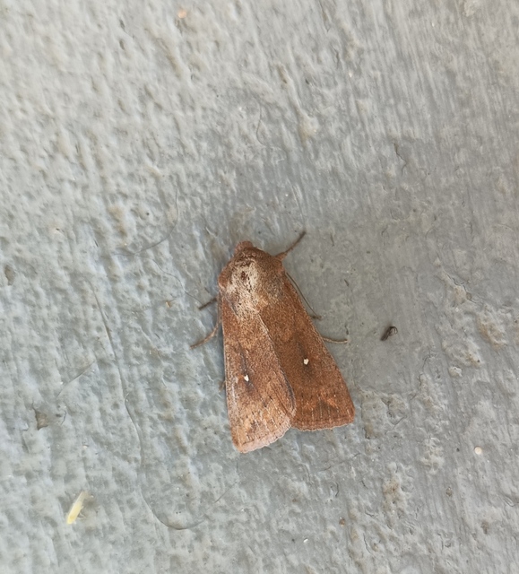 Mythimna albipuncta - fehérpettyes rétibagoly