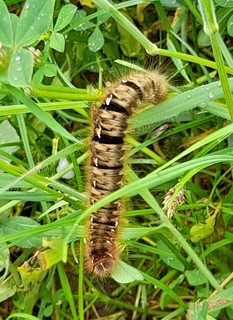 Lasiocampa quercus - tölgyfaszövő