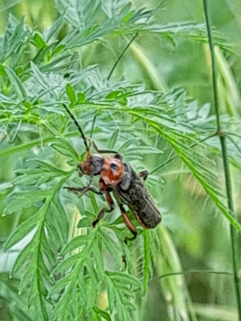 Cantharis rustica - suszterbogár