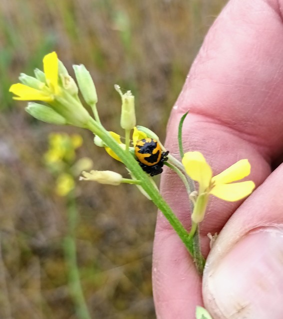 Synema globosum/ornatum