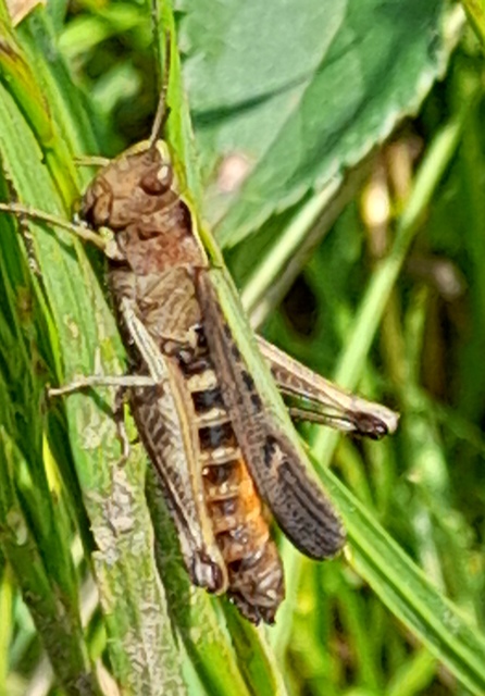 Omocestus