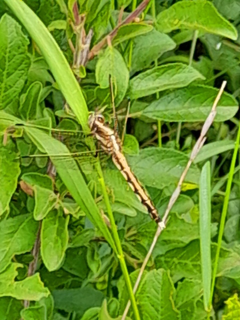 Orthetrum albistylum - fehérfarkú pásztorszitakötő