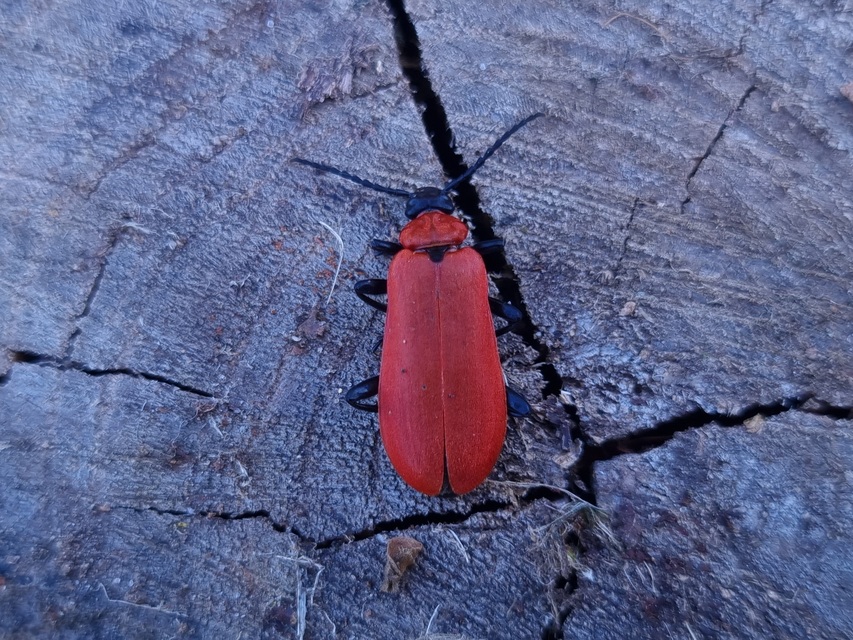 Pyrochroa coccinea - nagy bíborbogár