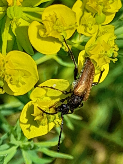 Pseudovadonia livida - barnás virágcincér