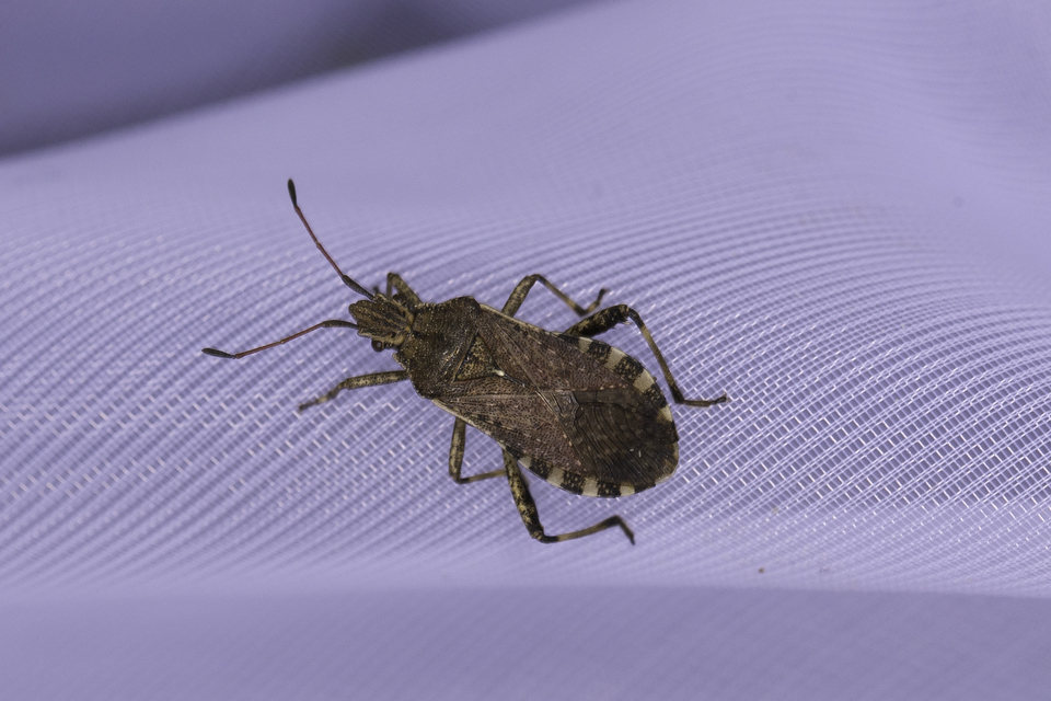 Ceraleptus gracilicornis - tüskéslábú karimáspoloska