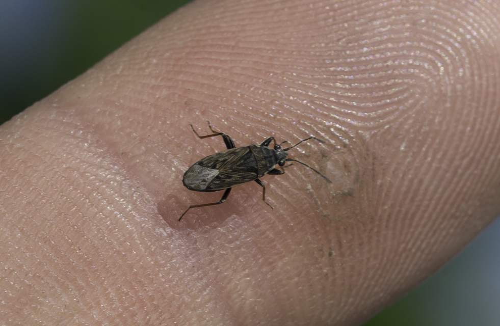 Peritrechus gracilicornis - vékonycsápú feketésbodobács