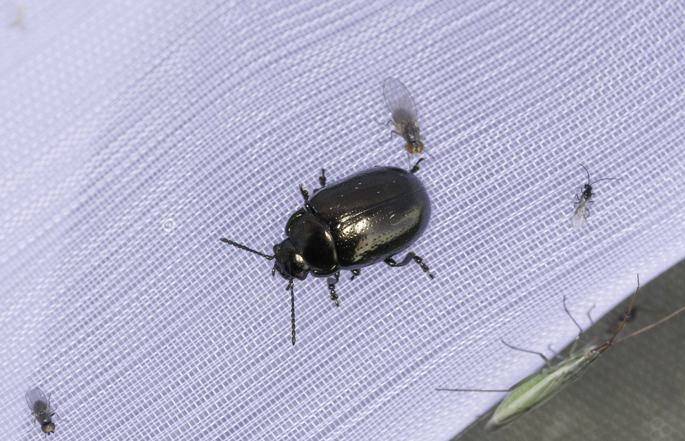 Chrysolina chalcites - homoki levelész Chrysolina chalcites - homoki levelész