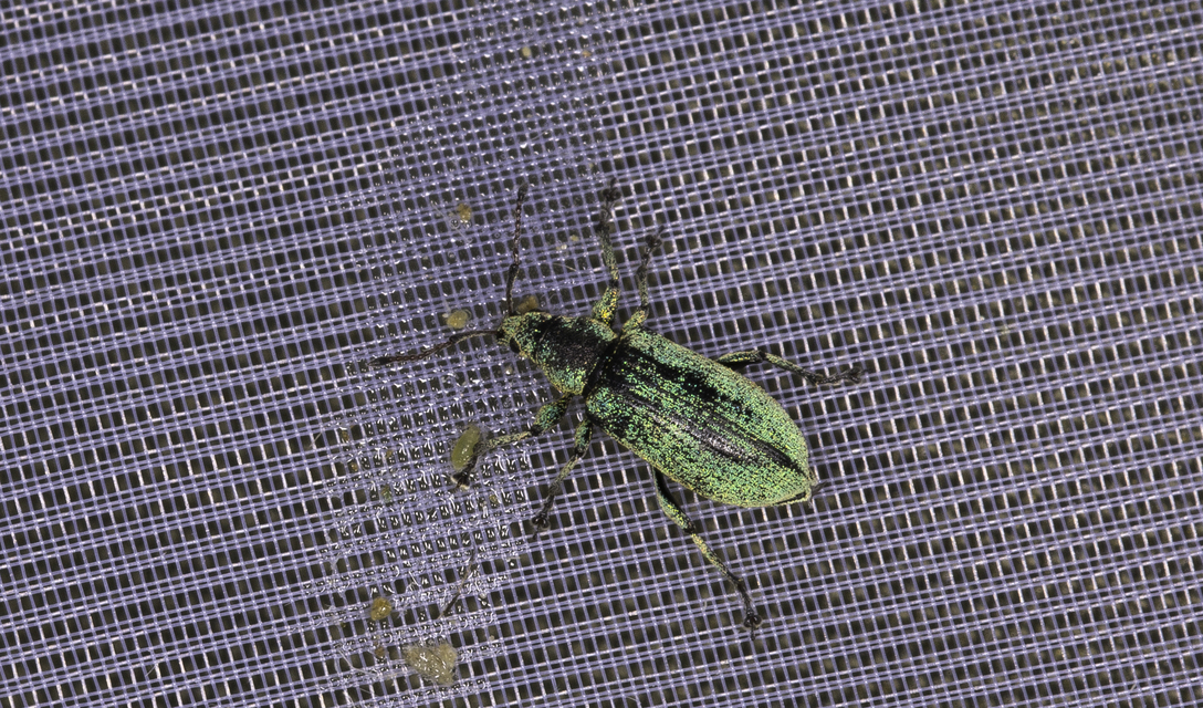 Polydrusus formosus - selymes lombormányos