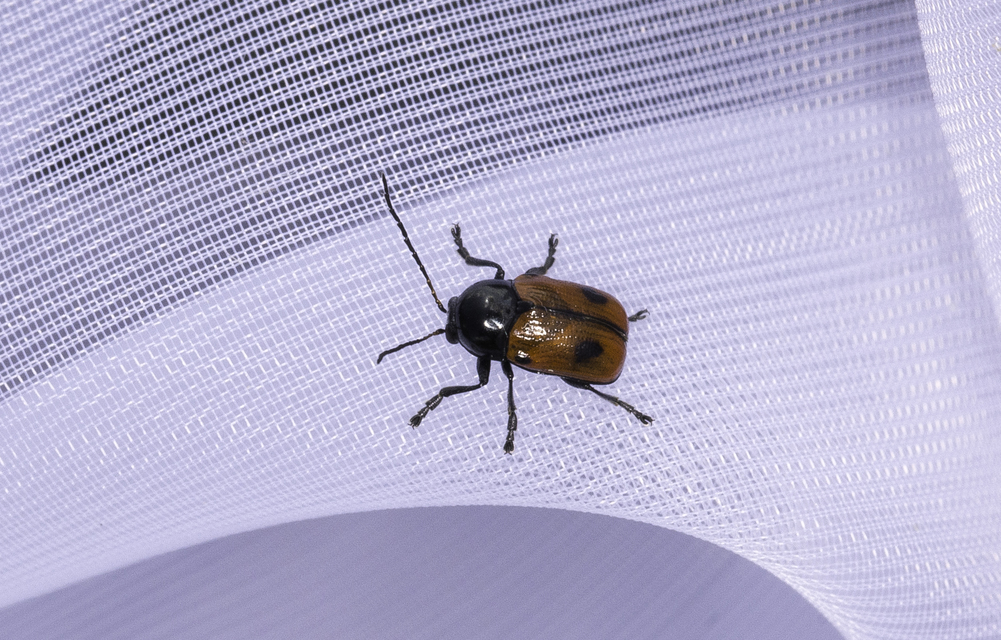 Cryptocephalus bipunctatus - kétpettyes zömökbogár