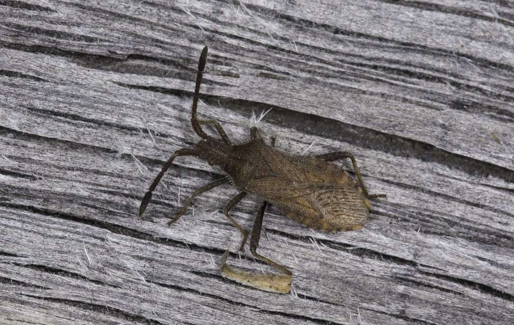 Coriomeris
