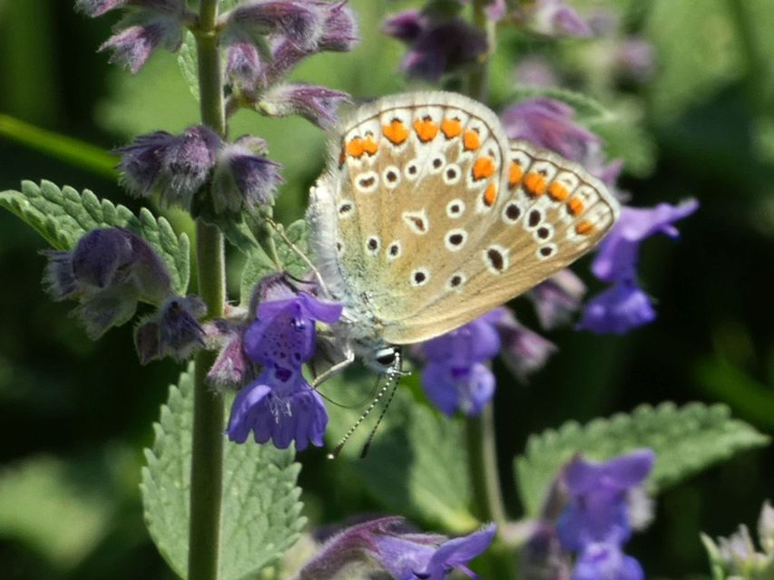 Polyommatus icarus - közönséges boglárka