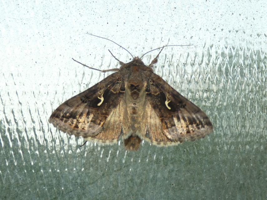 Autographa gamma - gammalepke