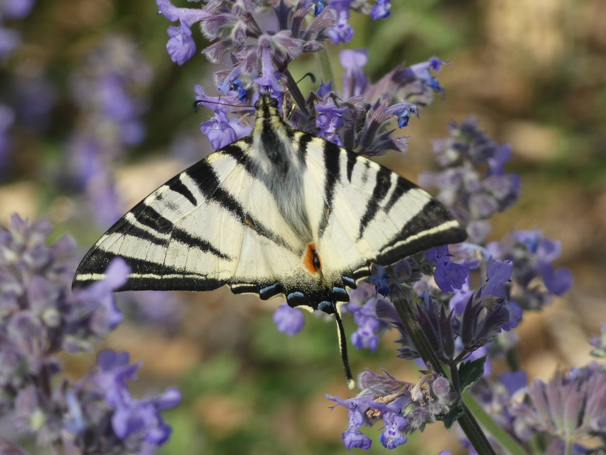 Iphiclides podalirius - kardoslepke