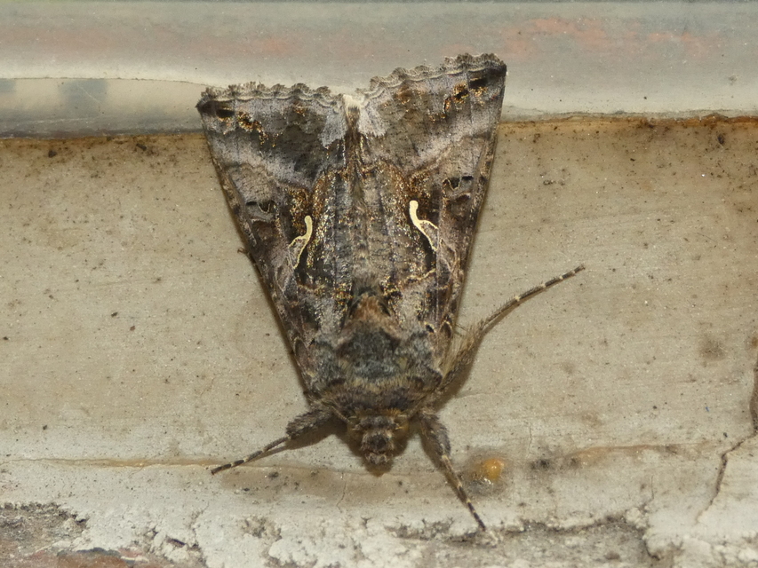 Autographa gamma - gammalepke
