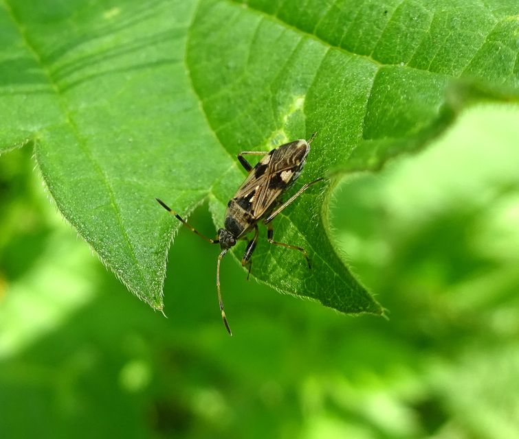 Beosus maritimus - homoki bodobács