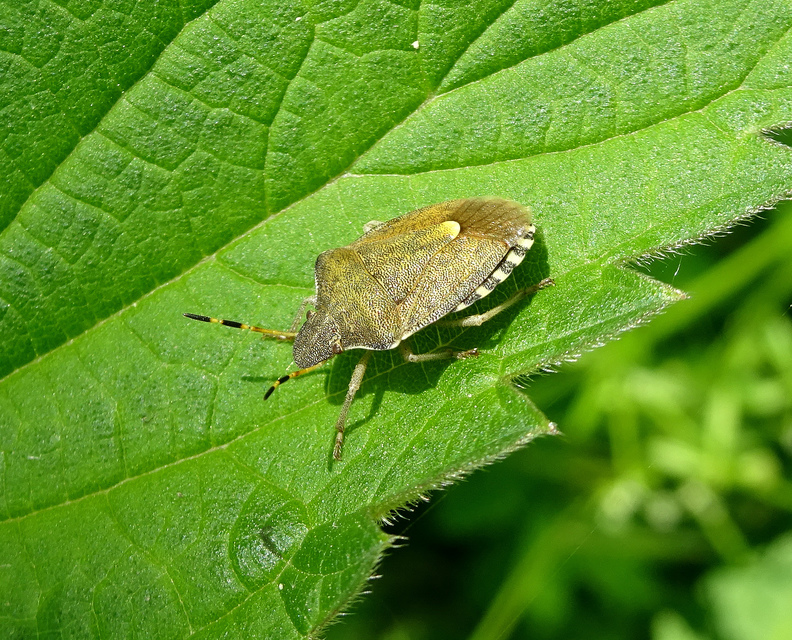 Peribalus strictus - tavaszi címerespoloska Peribalus strictus - tavaszi címerespoloska