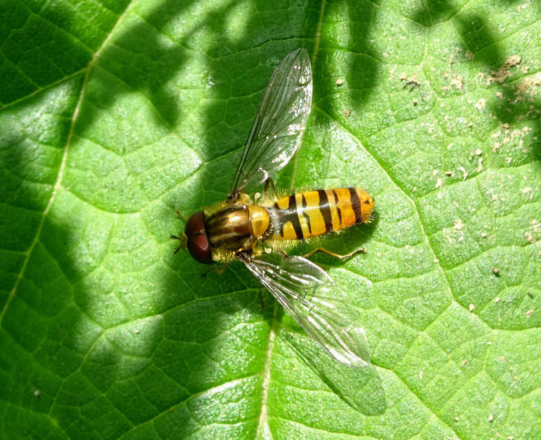 Episyrphus balteatus - ékfoltos zengőlégy Episyrphus balteatus - ékfoltos zengőlégy