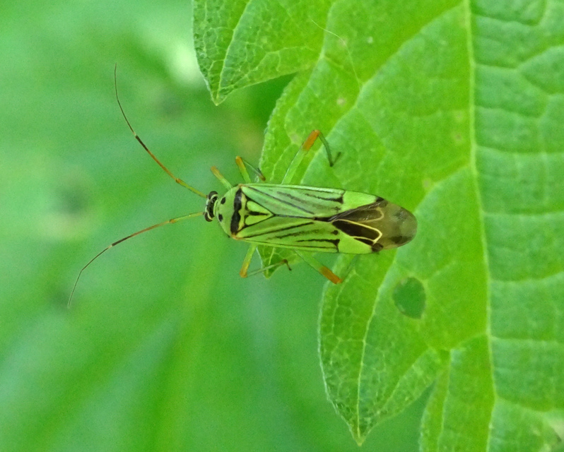 Mermitelocerus schmidtii