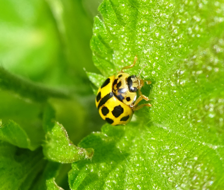 Propylea quatuordecimpunctata - tizennégypettyes füsskata