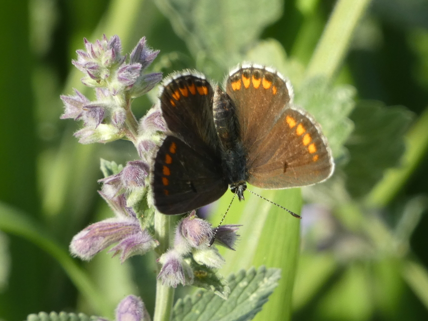 Aricia agestis - szerecsenboglárka