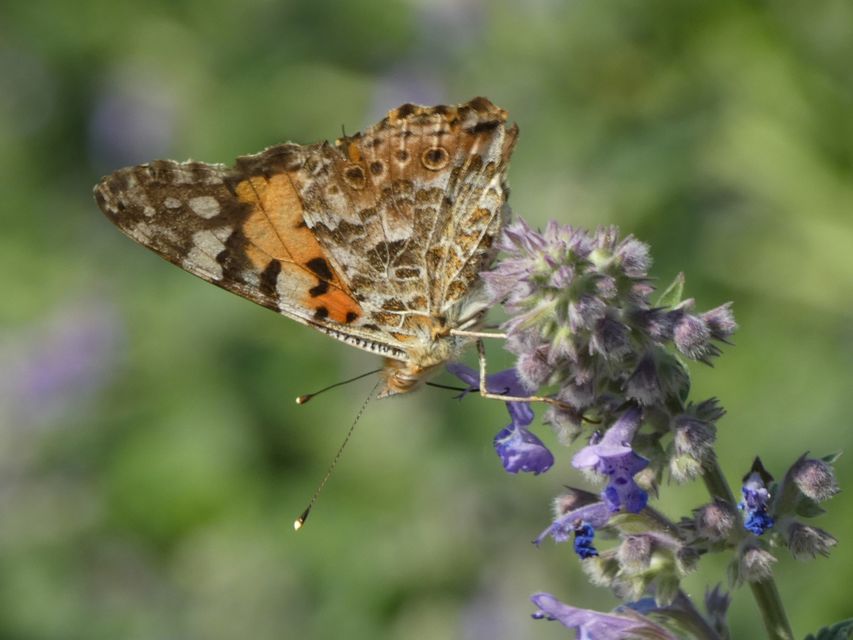Vanessa cardui - bogáncslepke