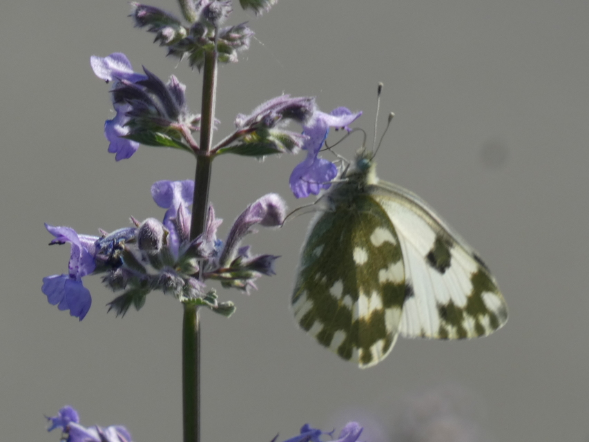 Pontia edusa - rezedalepke