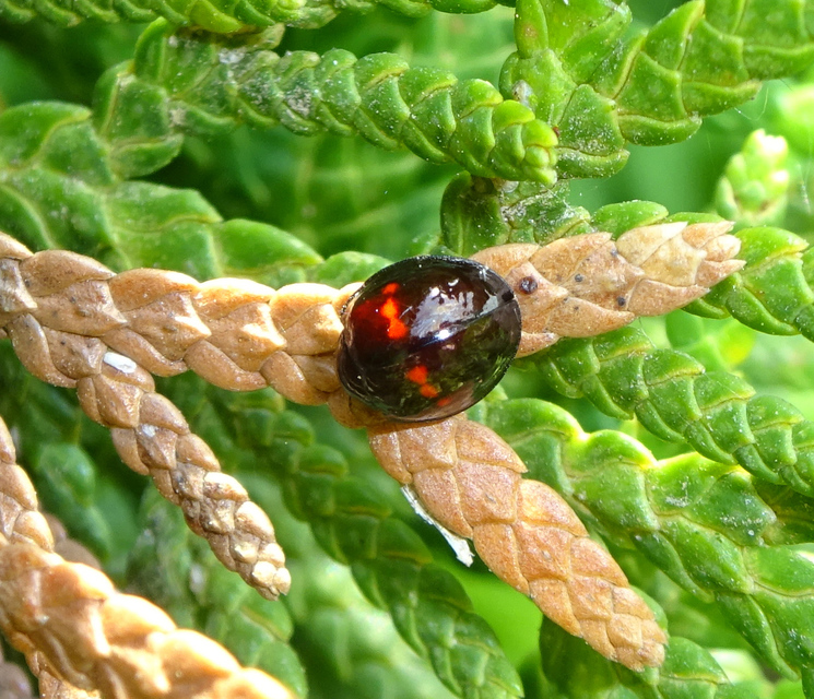 Chilocorus bipustulatus - szalagos szerecsenkata