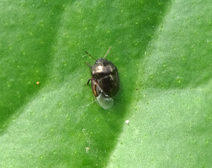 Thyreocoris fulvipennis