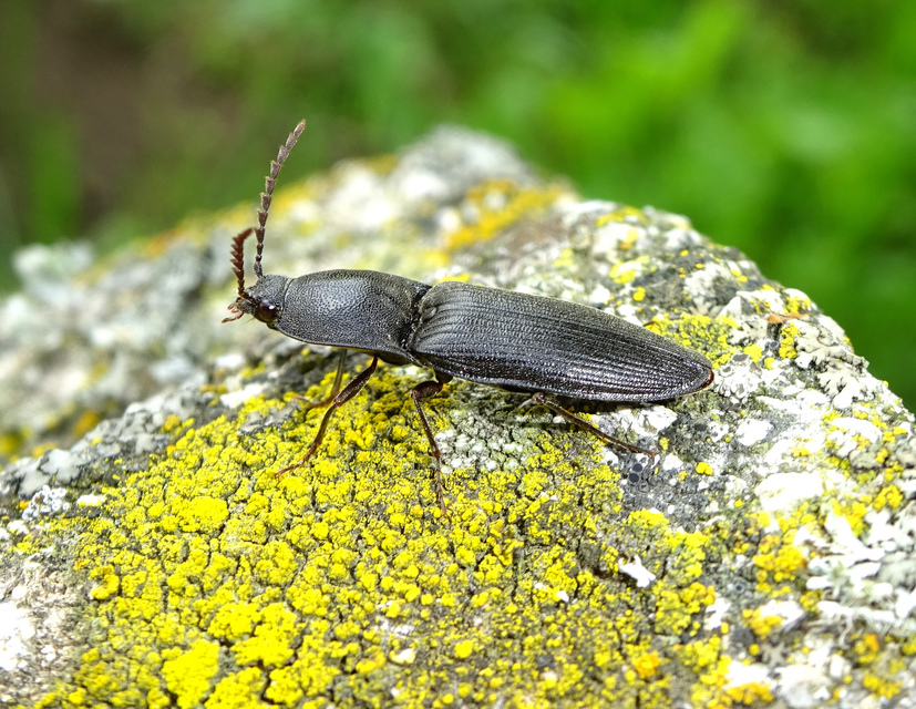 Neopristilophus insitivus - lapos pattanó