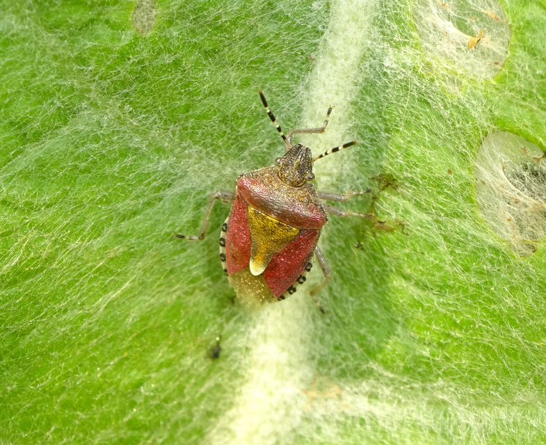 Dolycoris baccarum - közönséges bogyómászó-poloska Dolycoris baccarum - közönséges bogyómászó-poloska