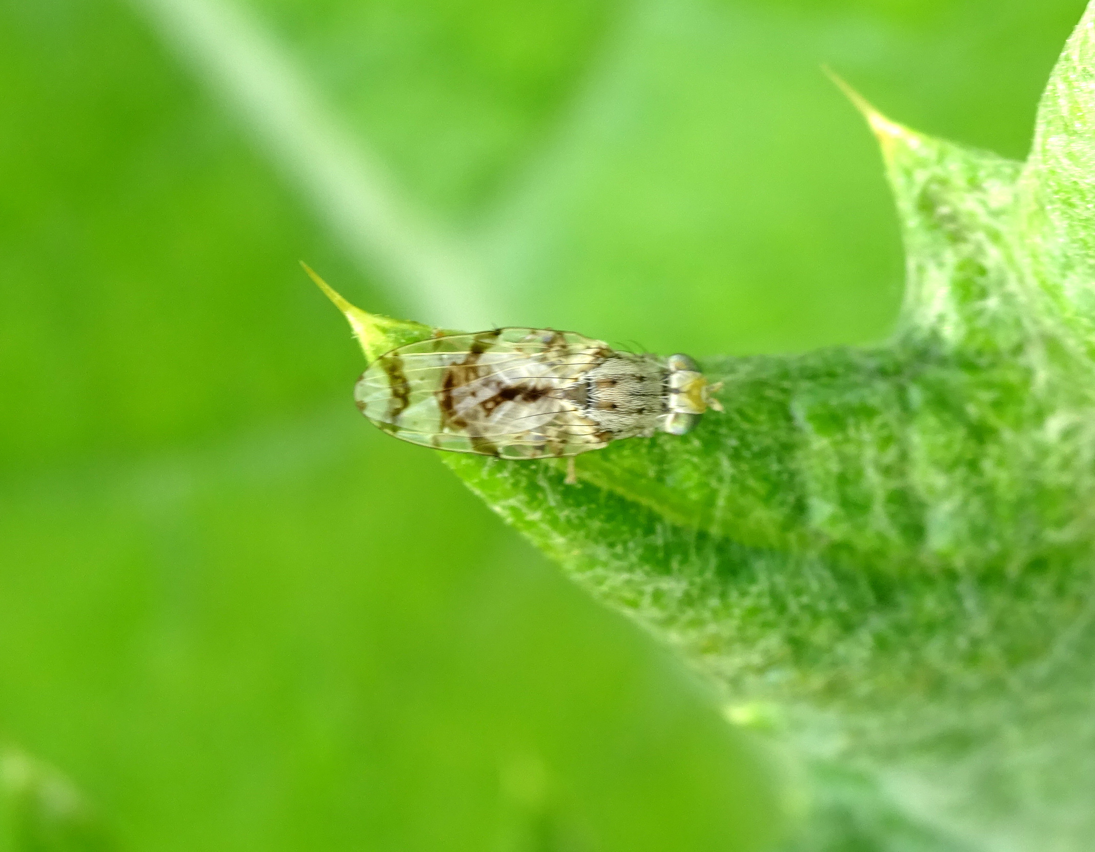 Tephritis postica