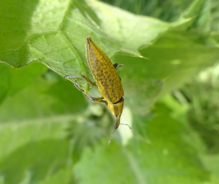 Lixus iridis - bürökfúró dudvabarkó