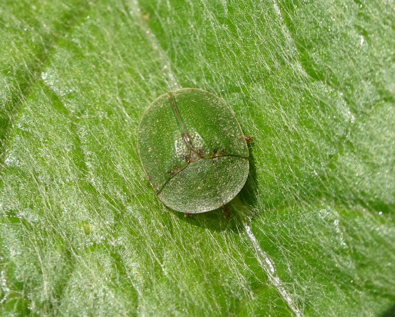 Cassida rubiginosa - lapos pajzsbogár Cassida rubiginosa - lapos pajzsbogár