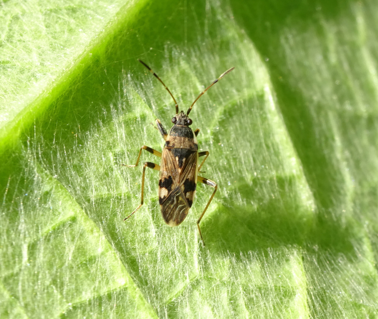 Beosus maritimus - homoki bodobács